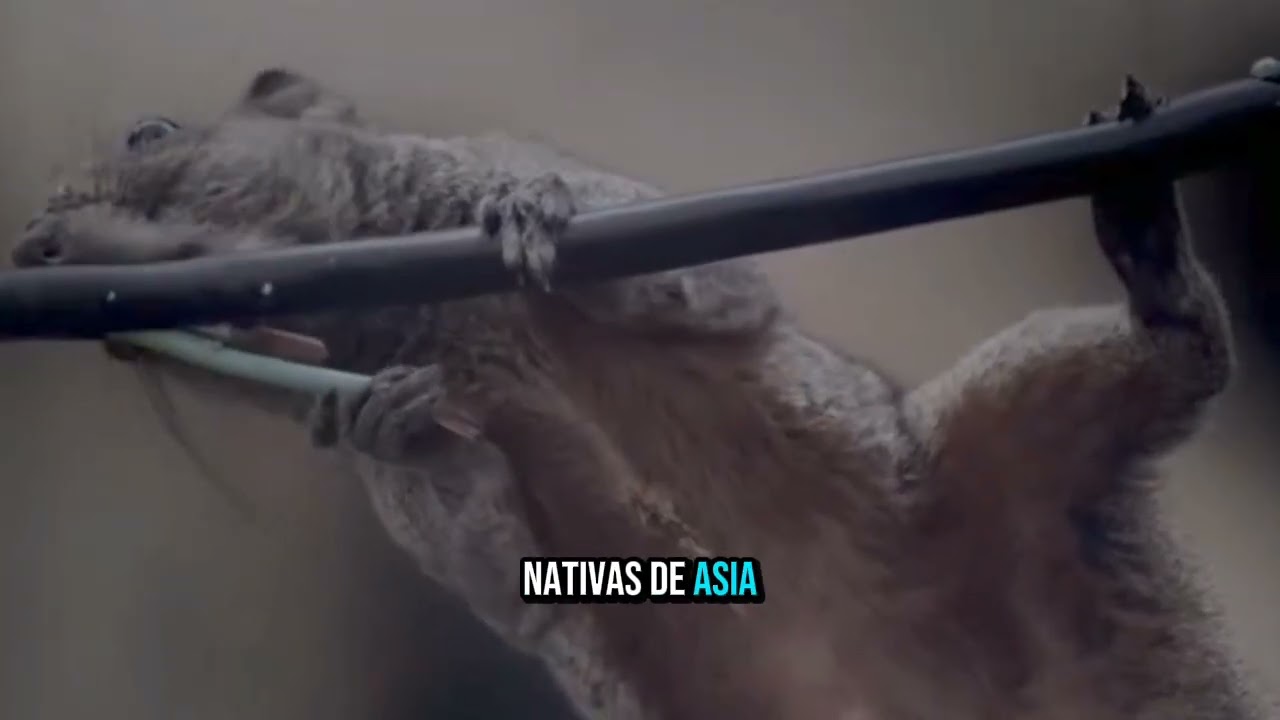 Las ardillas que conquistan Argentina 