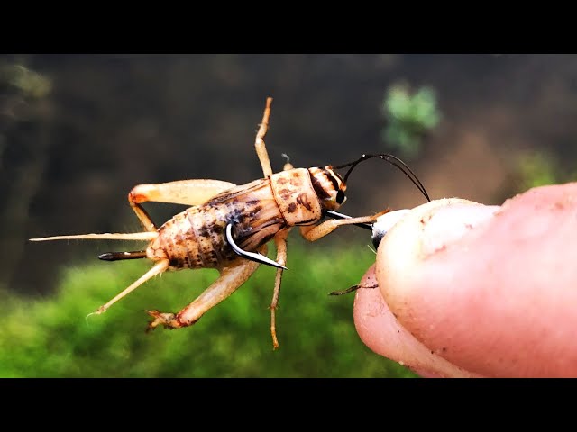 INSANE LIVE BAIT FISHING with CRICKETS!! 