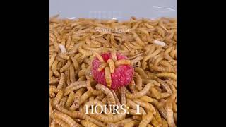 Mealsworm Raspberry Eating Challenge