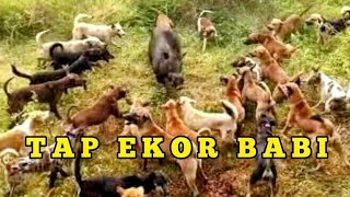 INI DIA RAJA BABI hutan ampiang parak || wildboar, wildboarhunt, hunting