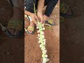 Traditional hand-woven garlic