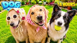 24 Hours of Dog TV for Dogs to Watch 🐶🌿 |Soft Therapy Music for Running Dogs 💚Stress-Free Relaxation screenshot 5
