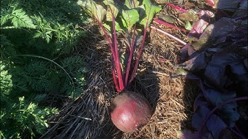 How to harvest beets for long-term winter storage