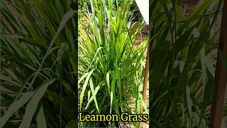 lemongrass plant | lemongrass farming | lemongrass growing | lemongrass uses | lemongrass benefits