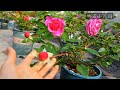 月季们的冬花 二 特拉方特 西班牙舞娘 黑红果汁 樱桃果汁等Winter Flowers Of Roses II 月季们的冬花 二 特拉方特 西班牙舞娘 黑红果汁 樱桃果汁等Winter Flowers Of Roses II