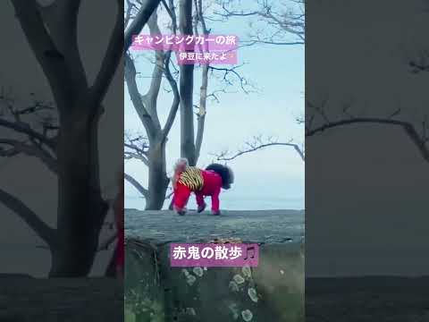 赤鬼のお散歩🐾キャンピングカーで伊豆に来てるよ🎵