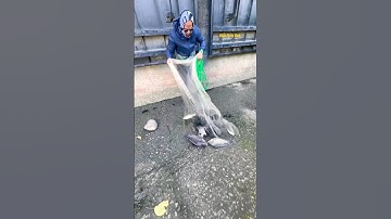 Cá Lớn - quá nhiều Cá Rô Phi Khủng dưới chân đập nước 😱 #khacthuyvlogg