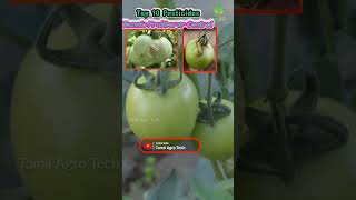 Tomato fruitborer insecticide agriculture kite fame rimon tat coragen