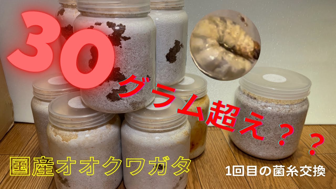 オオクワガタ1回目の菌糸交換でデカイの出るか？？