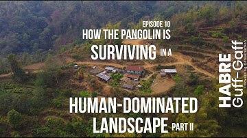 How the Pangolin is Surviving in a Human-dominated Landscape Part II E.10 | Red Panda Network