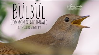 Bülbül Sesi - Nightingale Voice Resimi