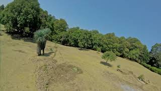 Testing Le Drib Rates FalcoX Freestyle Drone FPV