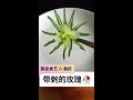 #Fruit and Vegetable Carving #Food Sculpture #Creative Flower Shapes #Easy to Learn