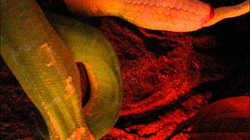 Green Tree Python laying eggs 1