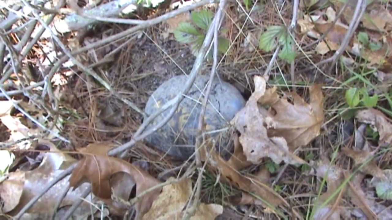 leafy greens Earthshine Nature's Turtle Tracks and Snake Tracks Spring Update for 4/3/2012
