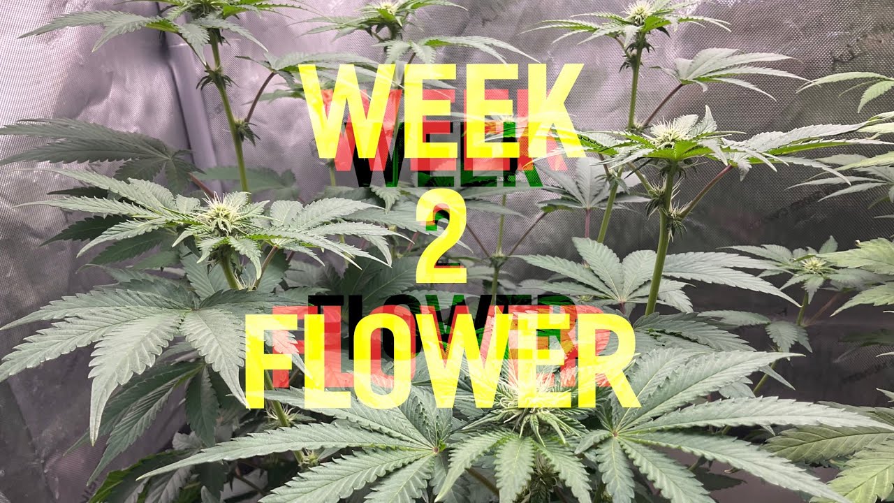 Lets grow Ethos photos with GrowDots and Blumats! Week 2 Flower!
