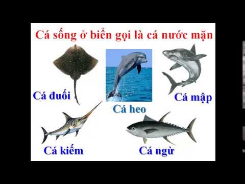 Khối 1 tuần 25 Bài con vật quanh em
