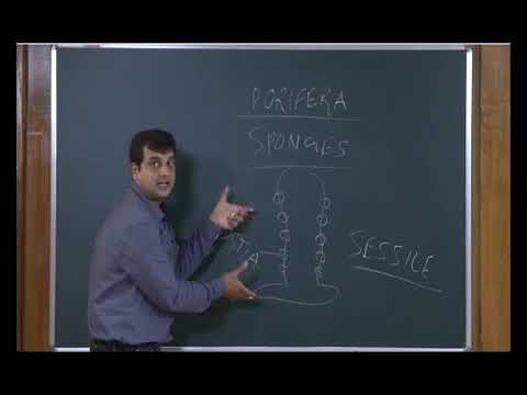 Bio class 11 unit 16 chapter 01  human physiology-breathing and exchange of gases   Lecture -1/4