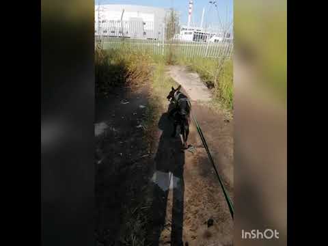 Голландская овчарка, Хердер, следовые собаки