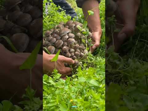 عنقود كبير من الفطر البري سبحان الله الفقع أو المشروم