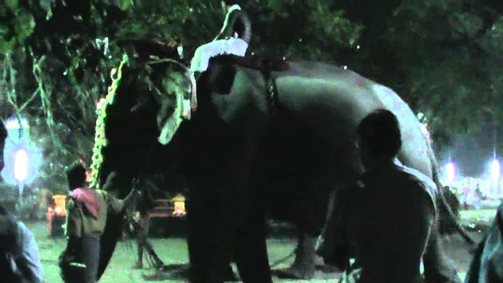 elephant festival kerala 2018 Elephant Festival In Kerala