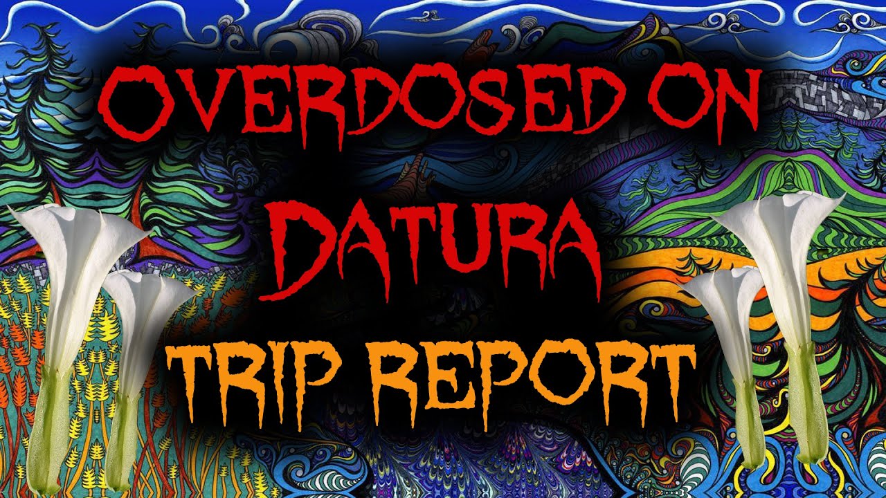 PLEASE don't try this... (Crazy Datura Trip Report)
