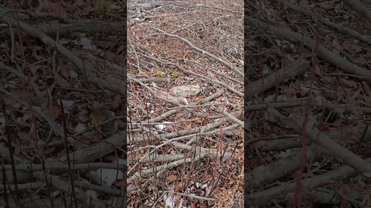 Лесозаготовительная рубка в Пенсильвании 