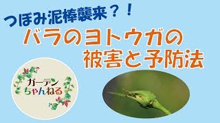 バラの蕾を狙う泥棒？！ヨトウガの被害と対策について