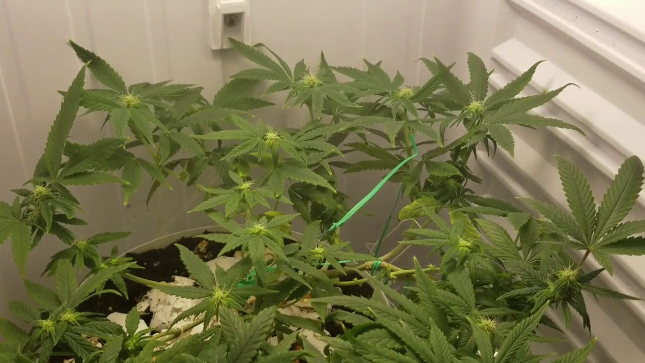 Quick view of my week 3 OG Kush Bag seed