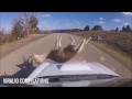 Animals hit by cars  road kill s1 ep1