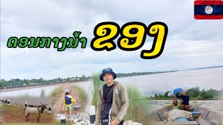 เก็บหมากพิก ที่ดอรกลางแม่น้ำโขง / ບ້ານດອນຂຽວ