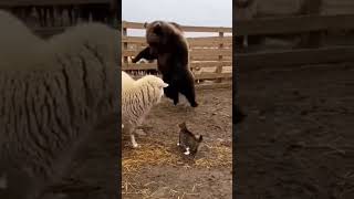 Bak Sen Kedideki Cesarete