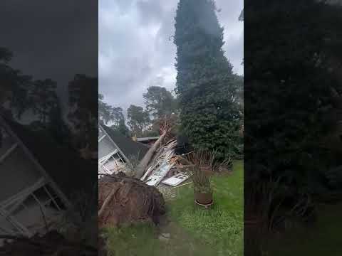 Video: Wen rufen Sie an, wenn ein Baum auf Ihr Haus fällt?