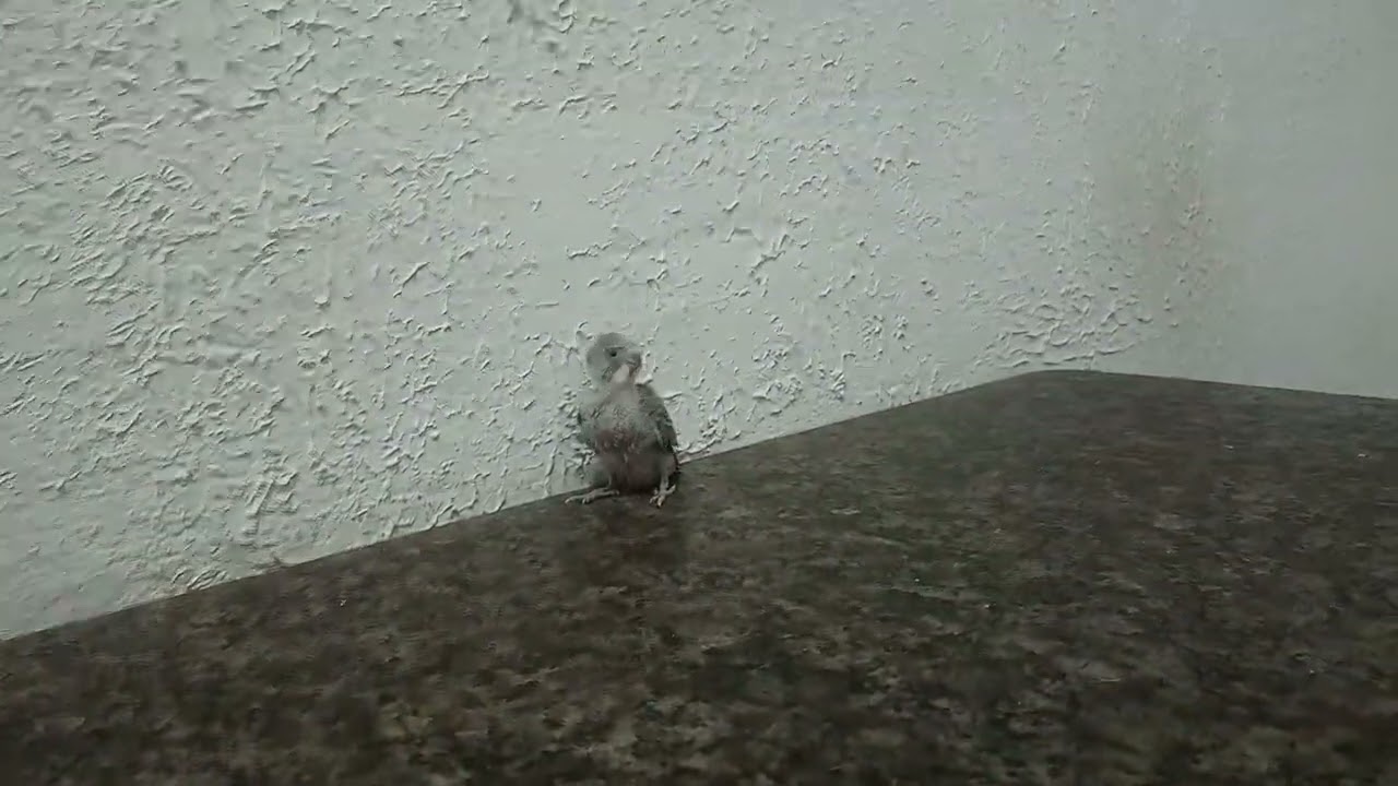 Novo novinho azul e preto do viveiro!