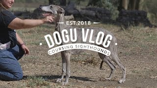 DOGU VLOG  LURE COURSING SIGHTHOUNDS