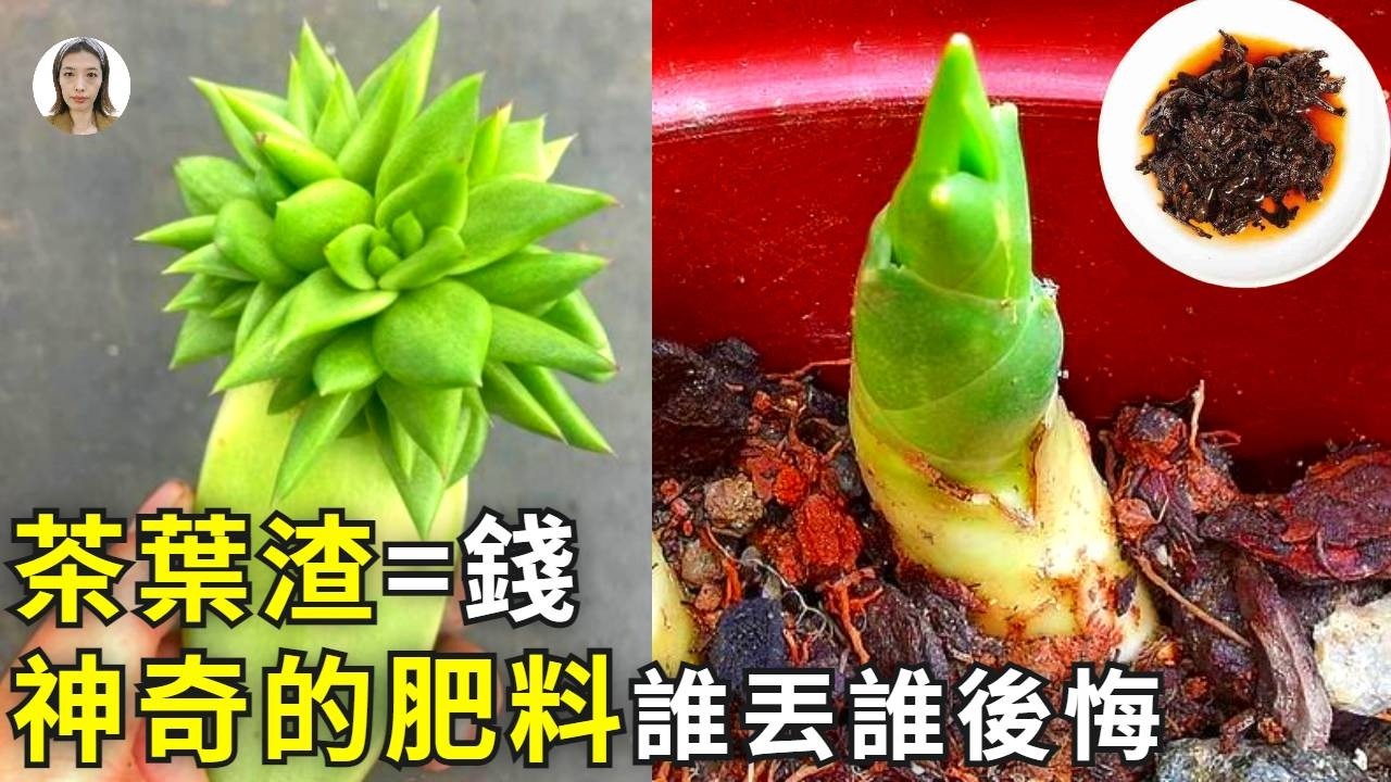 封神！茶葉渣=钱，倒掉等於丟錢，生根發芽轻松100分，後悔才知道！|花花世界