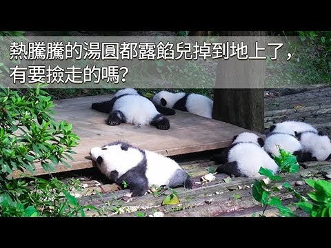 《熊貓早晚安》熱騰騰的湯圓都露餡兒掉到地上了，有要撿走的嗎？ | iPanda