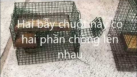 SIÊU BẪY CHUỘT TỰ ĐỘNG của Anh Tư (1). Các mẫu bẫy chuột bắt được nhiều con với một lần đặt mồi