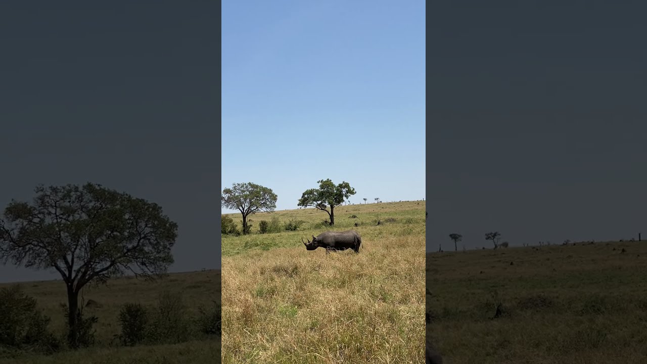 Big Male Rhino Patrolling The Plains Shortvideo Safari Youtubeshorts