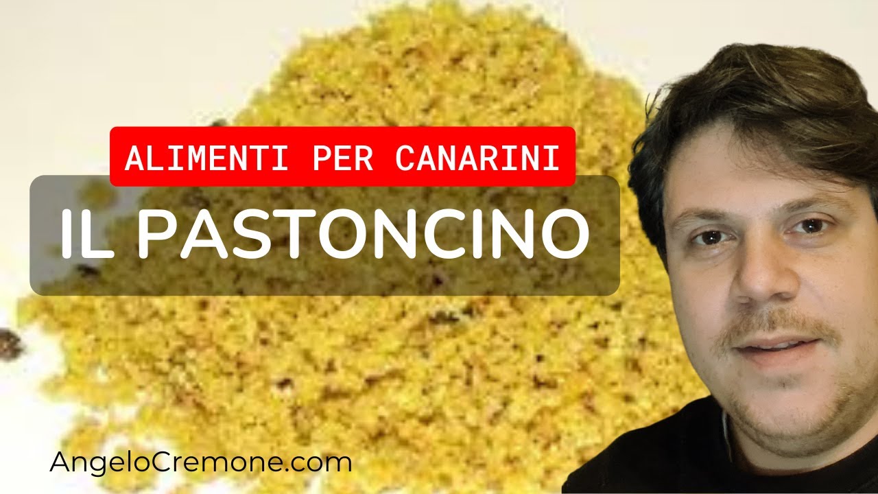 Il pastoncino per canarini