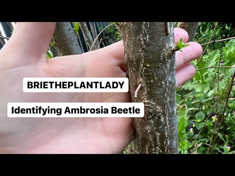 Video: Ambrosia Beetle Control - kuinka vältät rakeisen Ambrosia Beetle -vaurion