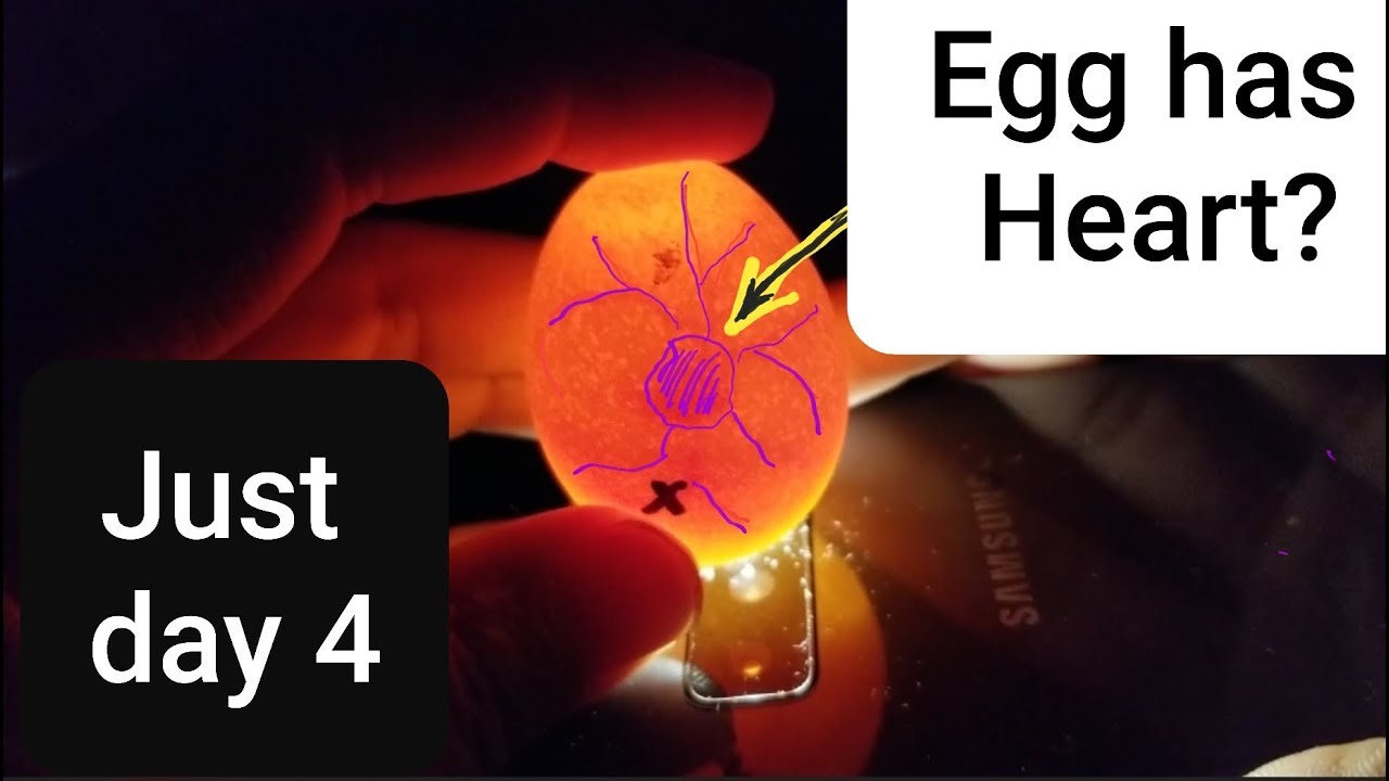 Day 4 Eggs Incubating YouTube