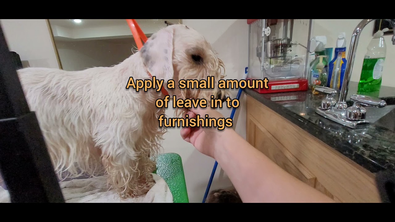 Drying and Brushing a Sealyham Terrier