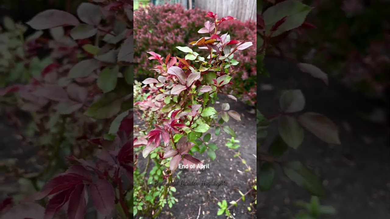 Double knockout rose | 2024 garden highlights | Backyard Garden Highlights