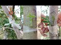 Easy grafting, really good seedlings part 26