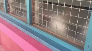 Taboh kajat Ngelalu ke Temuai SMK Luar Bandar No.1 Sibu