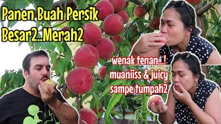 PANEN BUAH PERSIK LAGI, SUPER MANIS & JUICY, BAPAK MAMAKPUN KALAAAPP.!!