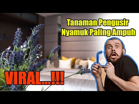 VIRAL...!!!, Tanaman Pengusir Nyamuk Paling Ampuh