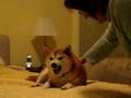 Shiba Inu or Satan?