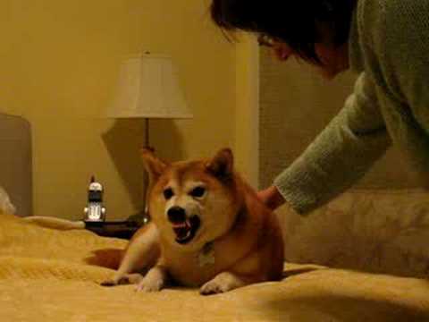 what does shiba inu mean